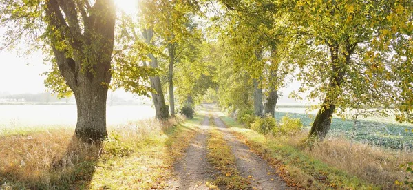 Single Lane Rural Asphalt Road Alley Mighty Trees Golden Sunlight — Stock Photo, Image