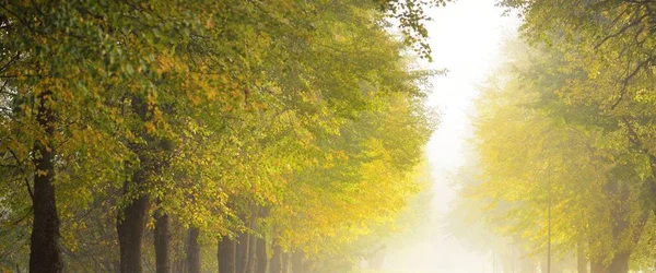 Deciduous Oak Maple Trees Natural Tunnel Sunlight Sunbeams Fog Shadows — Photo