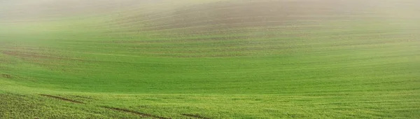 Grün Gepflügtes Landwirtschaftliches Feld Mit Traktorspuren Bei Sonnenaufgang Aus Nächster — Stockfoto