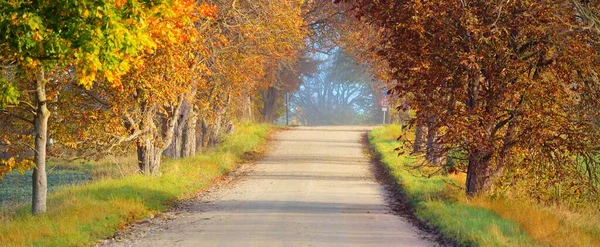 Single Lane Rural Asphalt Road Alley Mighty Trees Golden Sunlight — Fotografia de Stock