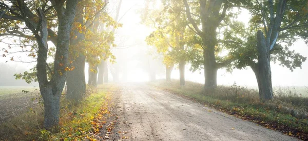 Eenbaans Landelijk Asfaltweg Steegje Door Machtige Bomen Gouden Zonlicht Zonnestralen — Stockfoto