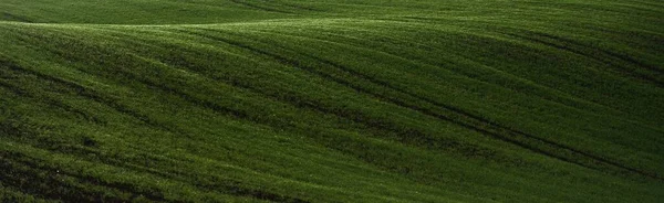 Green Plowed Agricultural Field Tractor Tracks Sunrise Close Golden Light — Stock Photo, Image