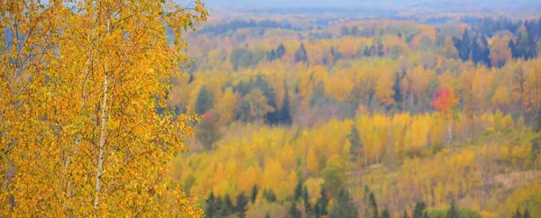 Picturesque Panoramic Aerial View Colorful Autumn Forest Golden Red Orange — Zdjęcie stockowe