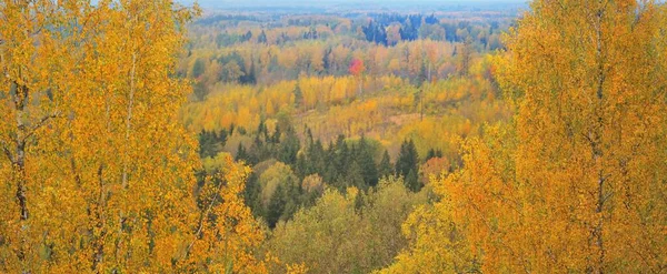 Vue Aérienne Panoramique Pittoresque Forêt Automne Colorée Feuilles Dorées Rouges — Photo