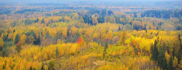 Picturesque Panoramic Aerial View Colorful Autumn Forest Golden Red Orange — Stock Photo, Image