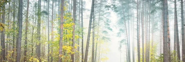 Majestic Evergreen Forest Fog Sunrise Mighty Trees Ecology Autumn Ecotourism — Stock Photo, Image