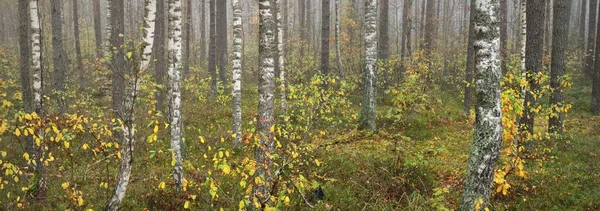 Fenséges Örökzöld Erdő Ködben Napkeltekor Hatalmas Fák Ökológia Ősz Ökoturizmus — Stock Fotó