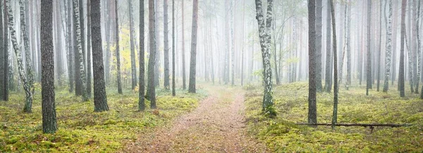 Μεγαλοπρεπές Καταπράσινο Δάσος Ομίχλη Την Ανατολή Του Ηλίου Δυνατά Δέντρα — Φωτογραφία Αρχείου