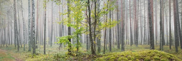 Majestueuse Forêt Feuilles Persistantes Dans Brouillard Lever Soleil Des Arbres — Photo