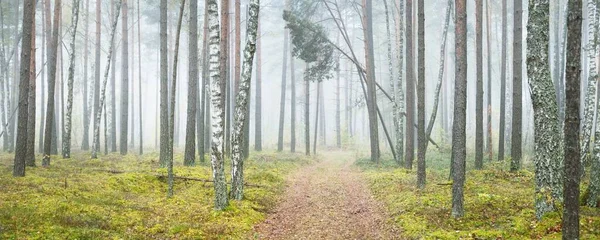 Majestic evergreen forest in a fog at sunrise. Mighty trees. Ecology, autumn, ecotourism, environmental conservation. Panoramic view