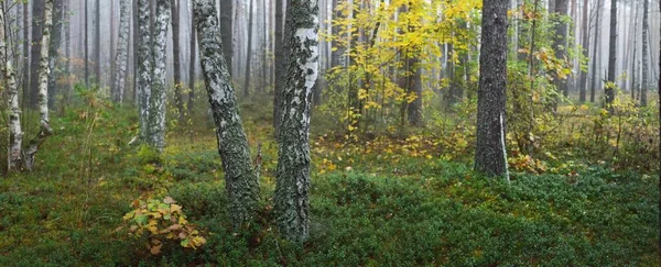 Maestosa Foresta Sempreverde Una Nebbia All Alba Alberi Possenti Ecologia — Foto Stock