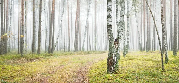 Maestosa Foresta Sempreverde Una Nebbia All Alba Alberi Possenti Ecologia — Foto Stock