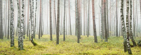 Güneşin doğuşunda sisli ve görkemli bir orman. Güçlü ağaçlar. Ekoloji, sonbahar, eko-turizm, çevre koruma. Panoramik görünüm