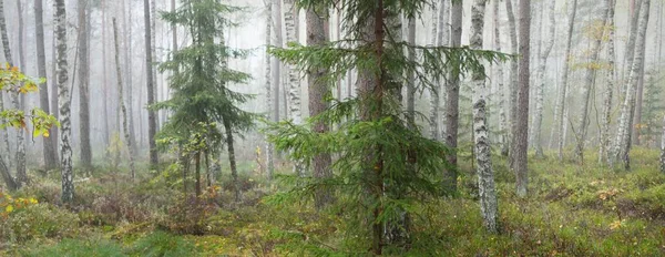 日の出の霧の中で雄大な常緑樹林 力強い木だ 生態系 生態系 環境保全 パノラマビュー — ストック写真