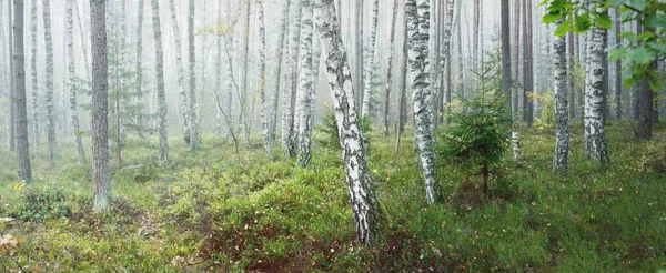 Majestic Evergreen Forest Fog Sunrise Mighty Trees Ecology Autumn Ecotourism — kuvapankkivalokuva