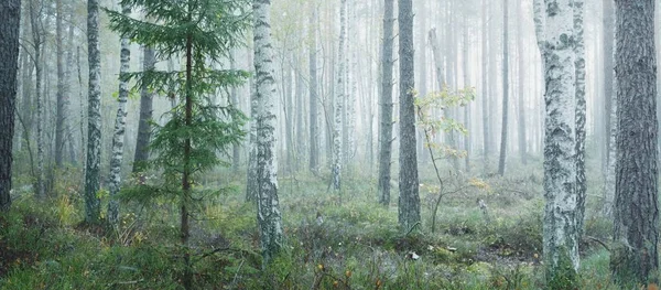 灿烂的常绿森林在日出的雾中 参天大树生态学 生态旅游 环境保护 全景视图 — 图库照片