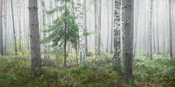 Величественный Вечнозеленый Лес Тумане Рассвете Могучие Деревья Экология Осень Экотуризм — стоковое фото