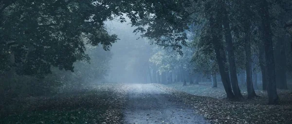 Rengarenk meşe, huş ağacı, akçaağaç ağaçları boyunca yeşil, turuncu, sarı, altın yapraklı eski asfalt köy yolu. Gizemli sabah sisi. Doğal tünel. Karanlık atmosferik sonbahar manzarası