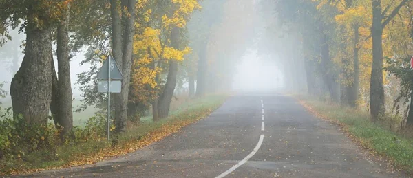 Rengarenk meşe, huş ağacı, akçaağaç ağaçları boyunca yeşil, turuncu, sarı, altın yapraklı eski asfalt köy yolu. Gizemli sabah sisi. Doğal tünel. Karanlık atmosferik sonbahar manzarası