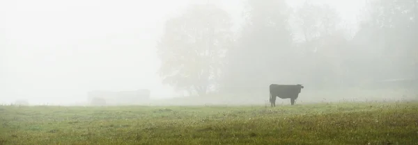 Pascolare Mucca Sul Campo Agricolo Verde Paese Una Fitta Nebbia — Foto Stock