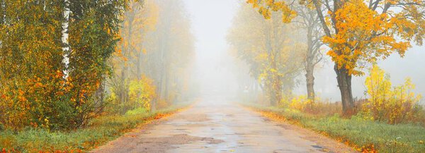 Old asphalt country road (alley) through the colorful deciduous oak, birch, maple trees with green, orange, yellow, golden leaves. Thick morning fog. Natural tunnel. Atmospheric autumn landscape