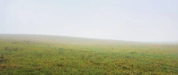 Campo Agrícola Rural Verde Árvore Solitária Uma Névoa Branca Espessa — Fotografia de Stock