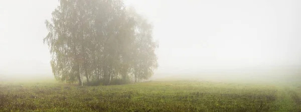 Campo Agrícola Rural Verde Árvore Solitária Uma Névoa Branca Espessa — Fotografia de Stock