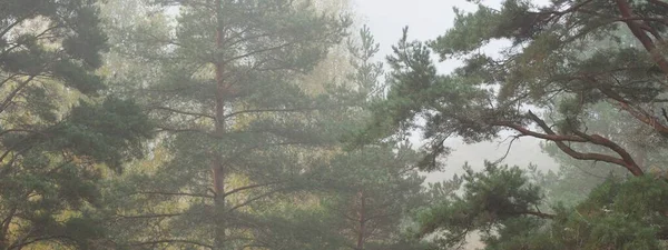 Majestuoso Bosque Siempreverde Una Espesa Niebla Blanca Troncos Antiguos Pino — Foto de Stock