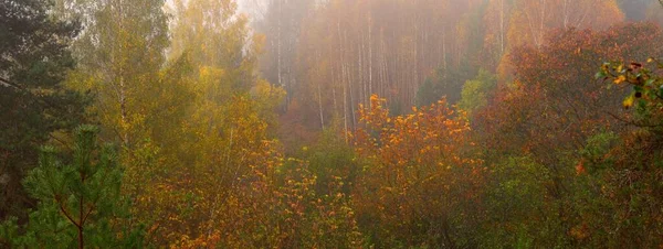 Złoty Las Brzozowy Zielony Pomarańczowy Żółty Czerwone Liście Zbliżenie Czysta — Zdjęcie stockowe