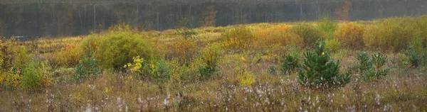 雄伟的金桦树林和多加瓦河在雾中弯曲的全景 拉脱维亚Latgale的Daugavas Loki自然公园 生态旅游 旅游目的地 — 图库照片