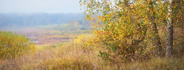 Panorámás Kilátás Nyílik Fenséges Arany Nyírfa Erdő Kanyarokban Daugava Folyó — Stock Fotó