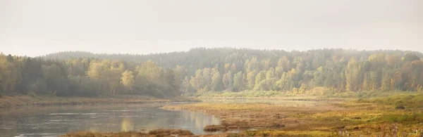 Panoramic View Majestic Golden Birch Forest Bends Daugava River Fog — Stock Photo, Image