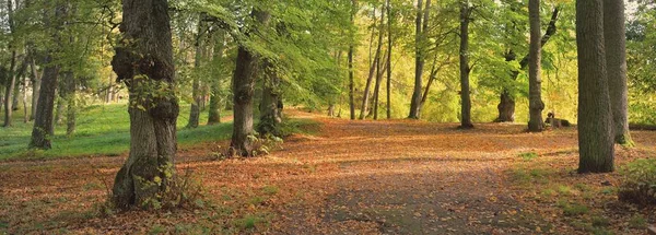 공원에 초록빛 황금빛의 초록빛 잎으로 장식된 나무들이 있노라 라트비아 목적지 — 스톡 사진