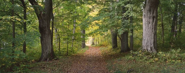 Camino Rural Callejón Sendero Parque Ciudad Primer Plano Árboles Poderosos — Foto de Stock