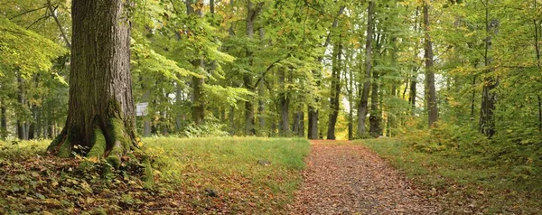 Landsväg Gränd Gångväg Stadspark Närbild Mäktiga Träd Med Färgglada Gröna — Stockfoto