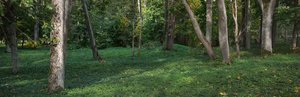 Панорама Міського Парку Розміщення Кленів Дубів Яскраво Зеленим Золотим Листям — стокове фото