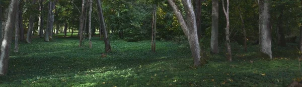 Vista Panorámica Del Parque Ciudad Primer Plano Arce Robles Con — Foto de Stock