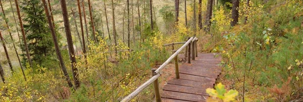 Houten Bostrap Oude Dennen Berkenbomen Kleurrijk Groen Geel Gouden Bladeren — Stockfoto