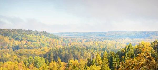 Dolina Rzeki Gauja Kolorowy Złoty Las Porannej Mgle Wschodzie Słońca — Zdjęcie stockowe