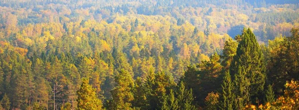 Gauja Floddal Och Färgglada Gyllene Skog Morgondimma Vid Soluppgången Sigulda — Stockfoto