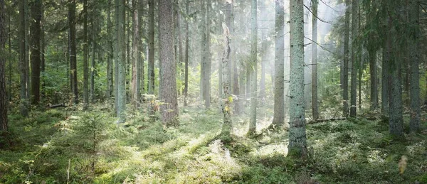 Sfeervol Landschap Van Het Majestueuze Bos Een Mist Bij Zonsopgang — Stockfoto