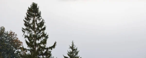 Vallée Gauja Majestueuse Forêt Feuilles Persistantes Dans Nuage Brouillard Matinal — Photo