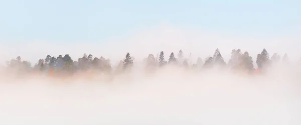Gauja River Valley Majestic Evergreen Forest Clouds Mysterious Morning Fog — Foto de Stock