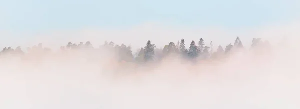 Vale Rio Gauja Majestosa Floresta Perene Nuvens Misteriosa Neblina Matinal — Fotografia de Stock