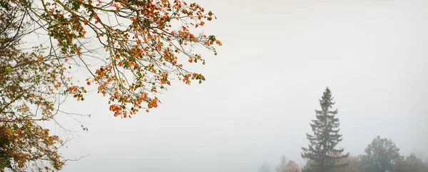 Vale Rio Gauja Majestosa Floresta Perene Nuvens Misteriosa Neblina Matinal — Fotografia de Stock