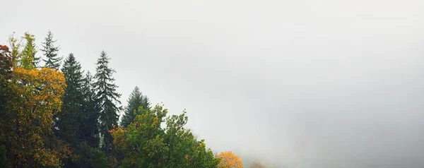 Valle Del Río Gauja Majestuoso Bosque Siempreverde Una Nube Misteriosa — Foto de Stock