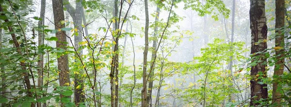 Atmosférická Krajina Majestátního Lesa Mlze Při Východu Slunce Zlaté Světlo — Stock fotografie