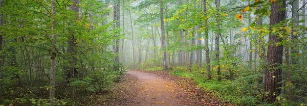 Μονοπάτι Μέσα Από Δάσος Μια Μυστηριώδη Πρωινή Ομίχλη Φυσική Σήραγγα — Φωτογραφία Αρχείου