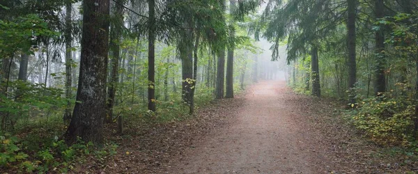 Μονοπάτι Μέσα Από Καταπράσινο Δάσος Μια Μυστηριώδη Πρωινή Ομίχλη Φυσική — Φωτογραφία Αρχείου
