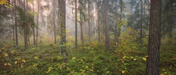 Sfeervol Landschap Van Het Majestueuze Bos Een Mist Bij Zonsopgang — Stockfoto